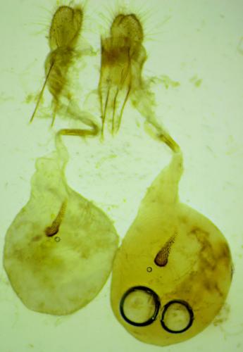 Entephria nobiliaria